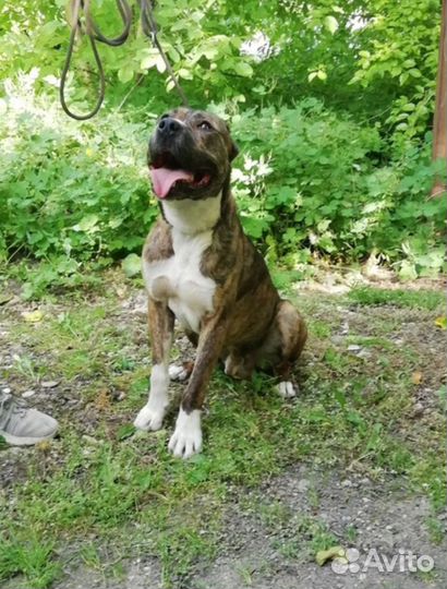 Ищет дом замечательный мальчик Джокер