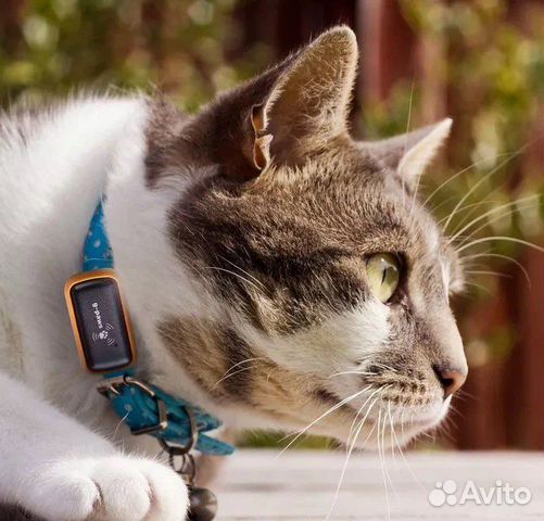 Трекер для животных
