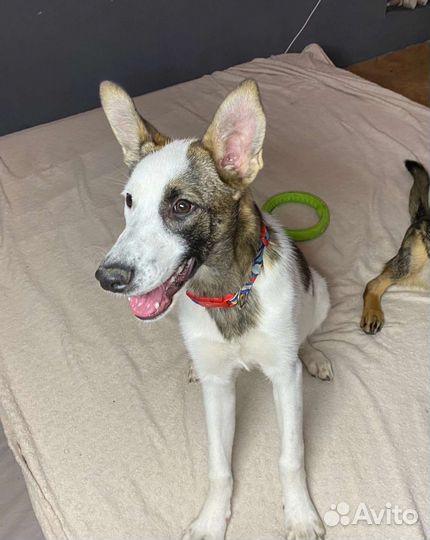 Щенки ищут дом