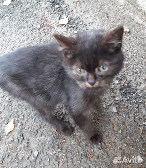 Котик в добрые руки