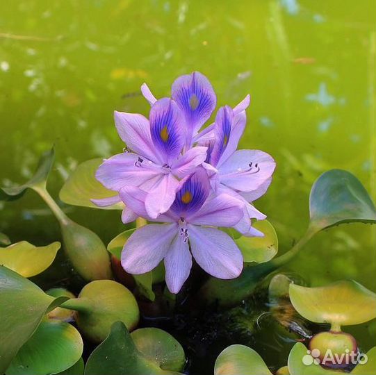 Водный гиацинт (эйхорния)