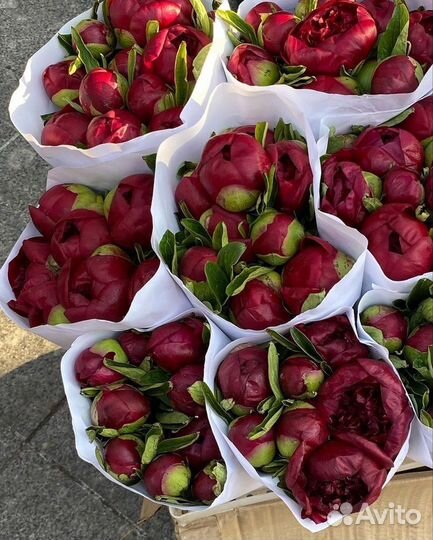 Пионы букет