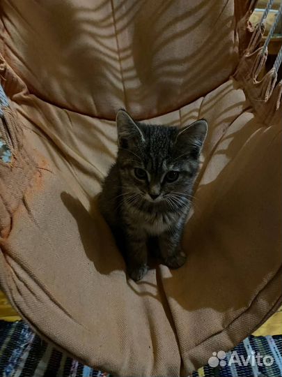 Очень красивая мурлыка