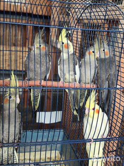 Птенцы попугая Корелла