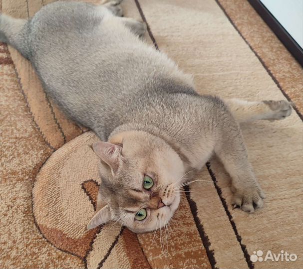 Шотландский кот вязка