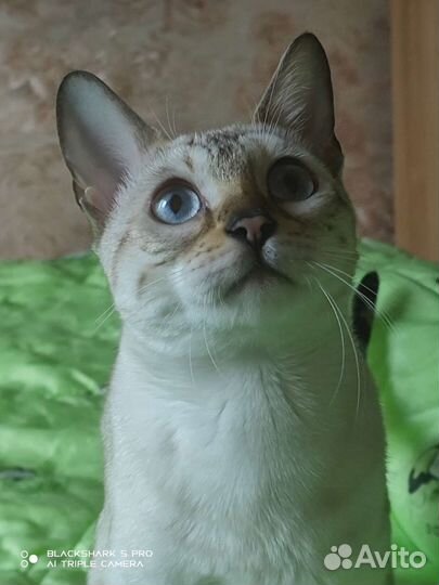 Бенгальская кошка вязка