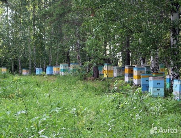 Мед 2024 года натуральный оптом