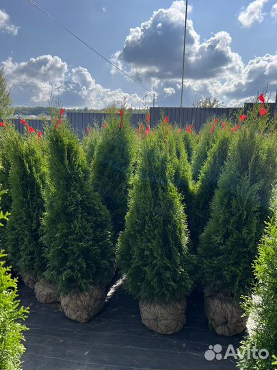 Туи Смарагд