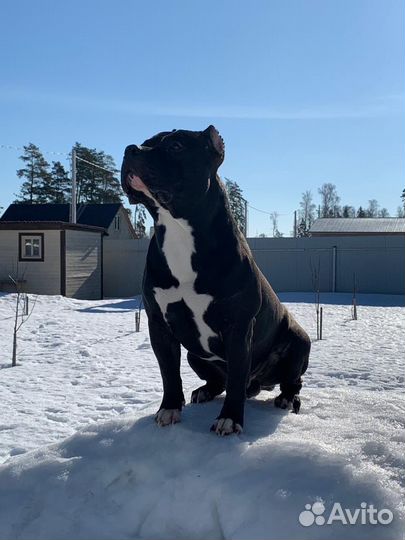 Амстафф вязка