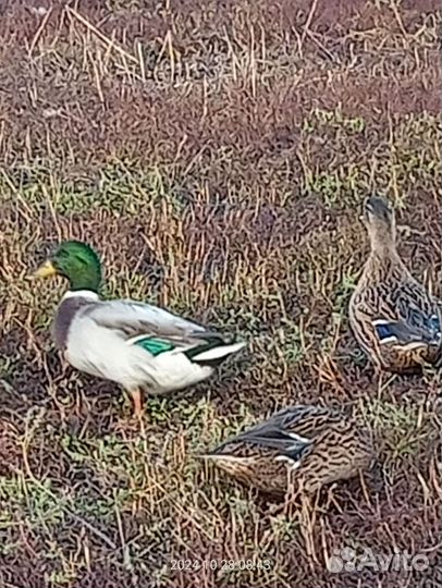 Утки и селезни подсадные