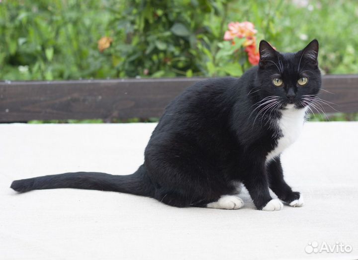 Олли. Необычная маркизная кошечка ищет дом