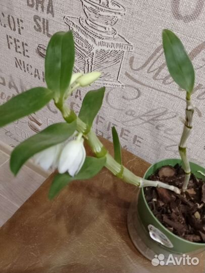 Орхидея дендробиум