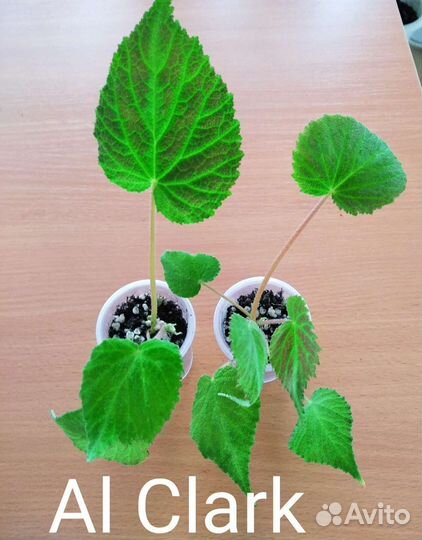 Бегонии Природники (видовые), часть 1