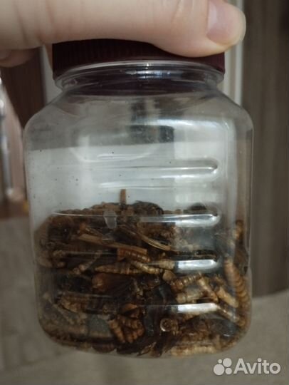 Набор для хомяка