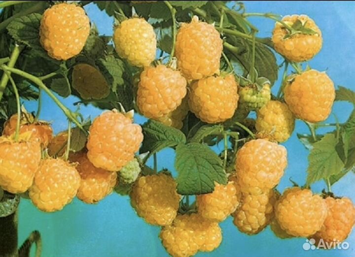 Саженцы малины