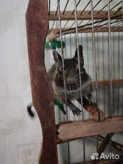 Продам дегу с клеткой