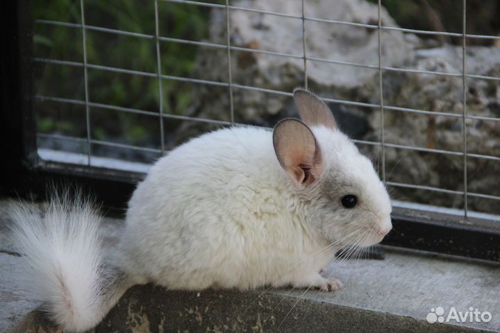 Шиншиллы+клетка+колесо+купалка+песок