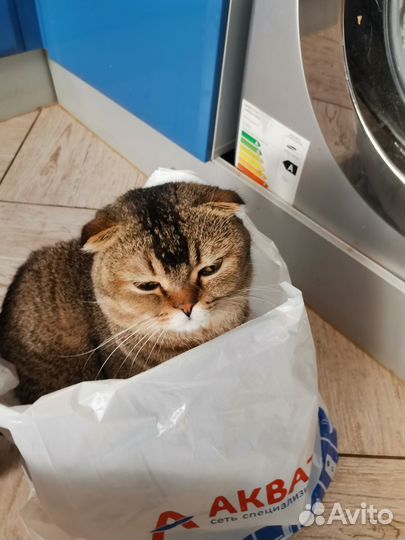 Предлагаю кота для вязки