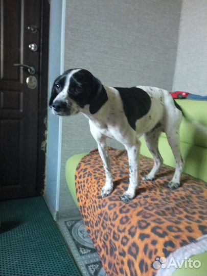 Собака в добрые руки