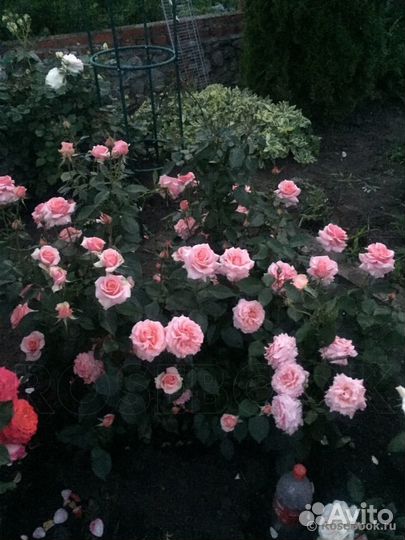 Роза грандифлора Поэзи