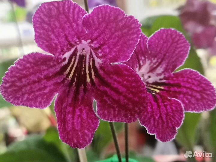 Стрептокарпусы, только распустились