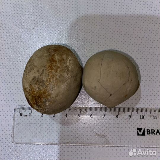 Спектропирит, радужный пирит, септария