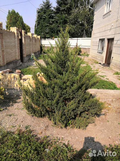 Можжевельник