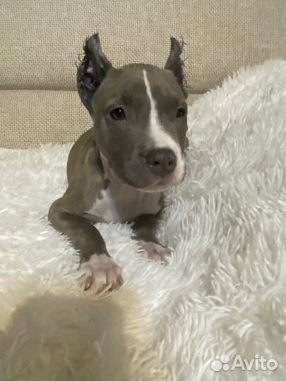 Тигровая девочка амстаффа