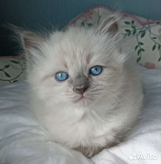 Ласковые котята для семьи с детьми