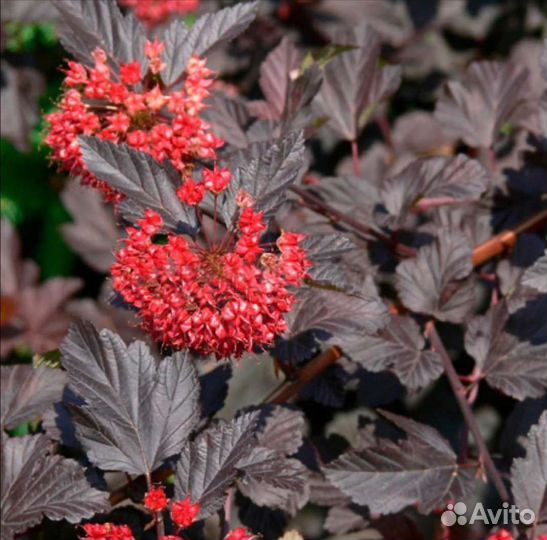 Пузыреплодник Диабло