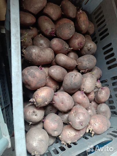 Семенной картофель