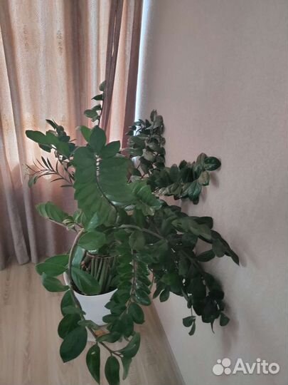 Замиокулькас