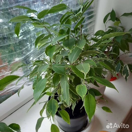 Фикусы бенджамина