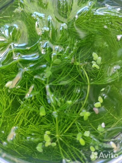 Роголистник