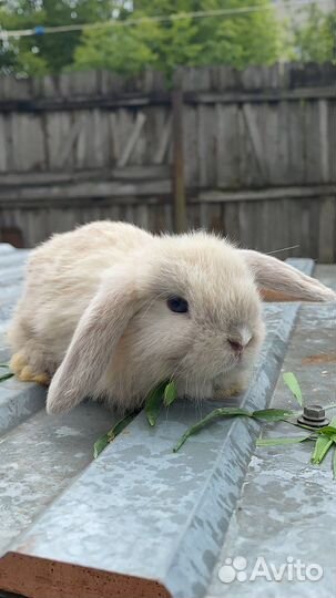 Декоративные кролики