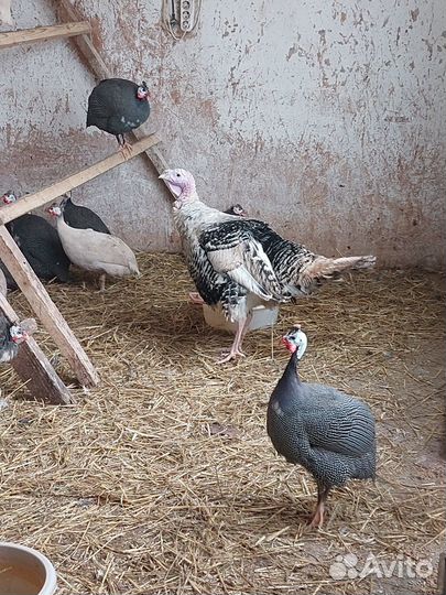 Цесарки, цесарята