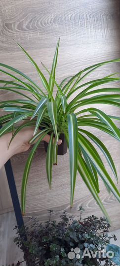 Цветы набором