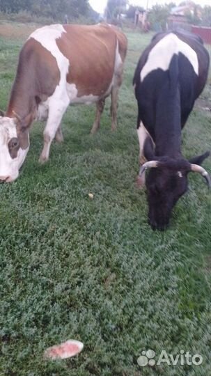 Коровы стельная дойная