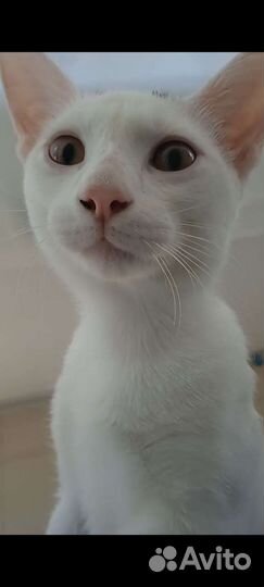 Котенок