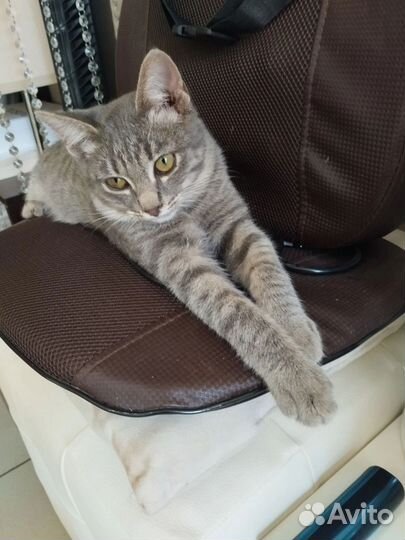 Котёнок девочка