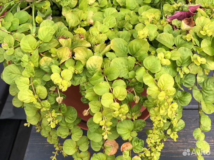 Вербейник монетчатый Голдилокс