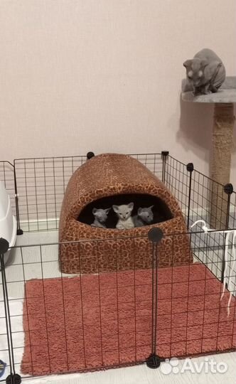 Котята сфинкс