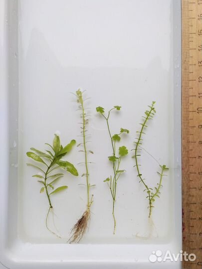 Рассада для аквариума