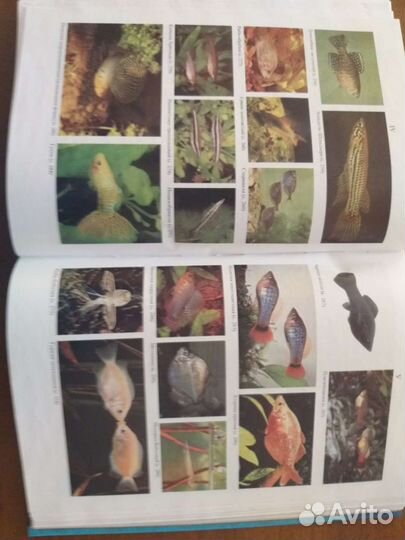 Энциклопедия 