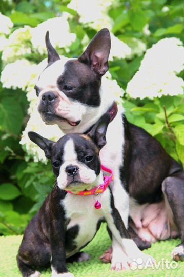 Бостон терьер