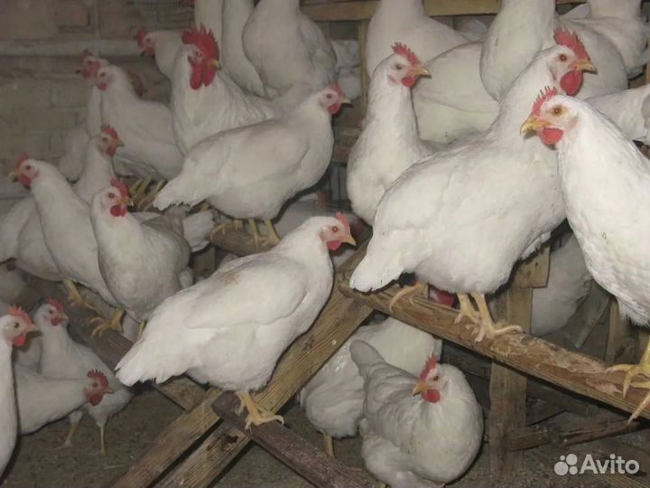 Куры несушки