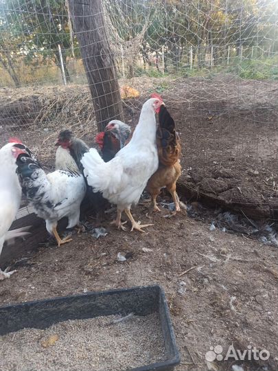 Молодые петухи