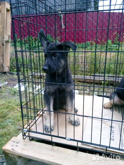 Девочки РКФ