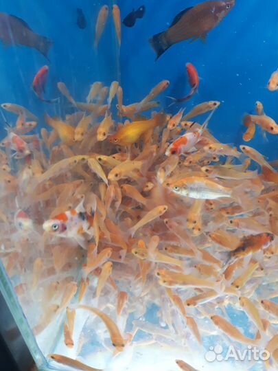 Золотой линь. Моллинезия, карась комета