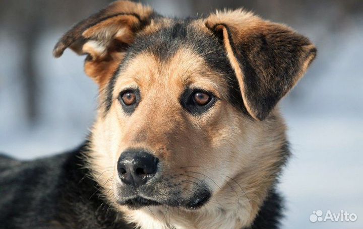 Метис похожий на Овчарку